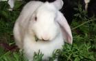 Как складываются романтические отношения между двумя кроликами Кролик и Свинья