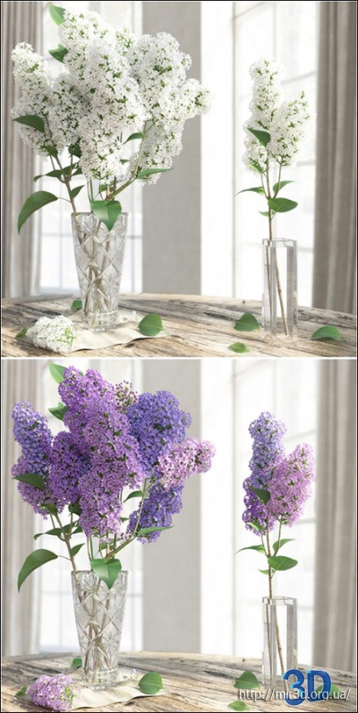 The Lilac